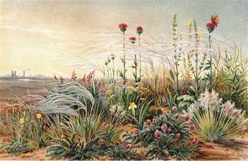 Feather Grass on the Russian Steppe