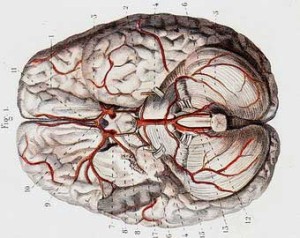 Victorian Engraving of the brain