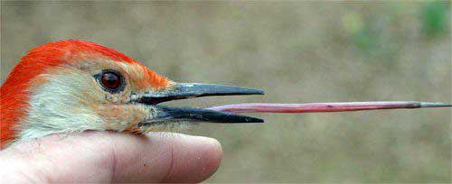 Woodpecker Tongue